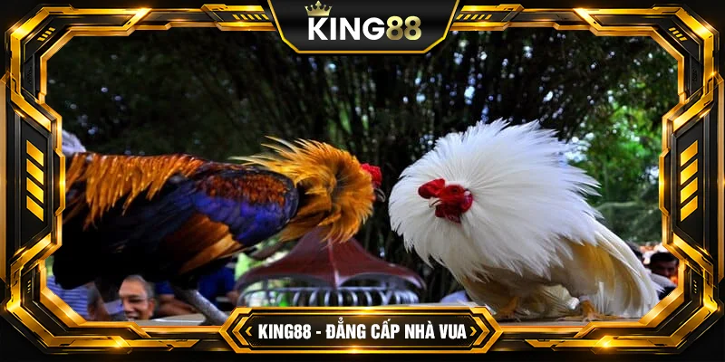 Cách Đá Gà SV128 King88 Cách Đá Gà SV128 King88
