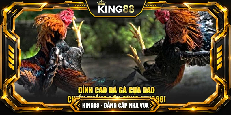 Mẹo chơi đá gà cựa dao hiệu quả tại King88