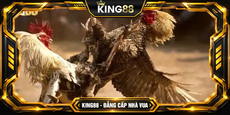 Ưu đãi đặc biệt dành cho người chơi đá gà King88